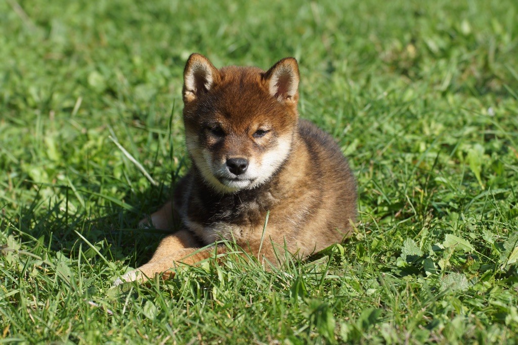 V mi sho ko du Bois de Compiègne