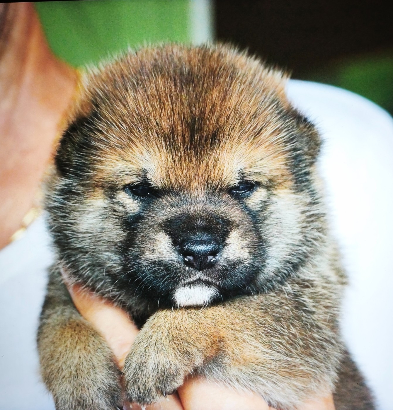 Des Trois Bambous - Chiots disponibles - Shiba