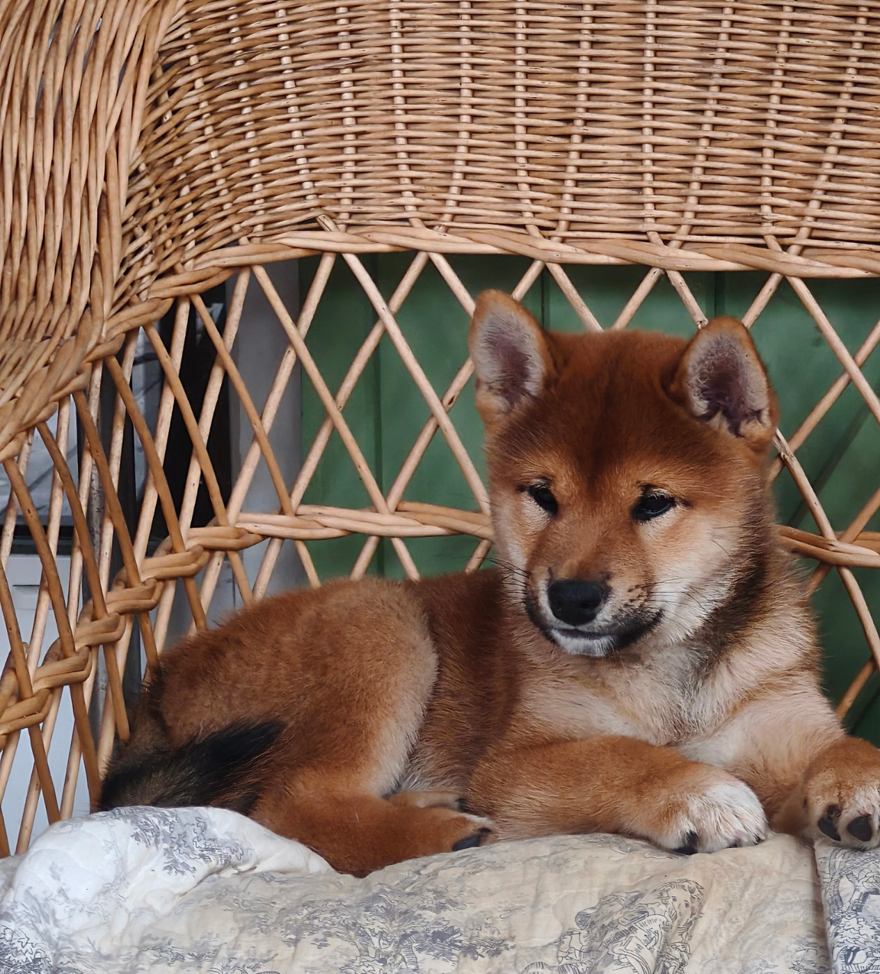 Des Trois Bambous - Chiots disponibles - Shiba