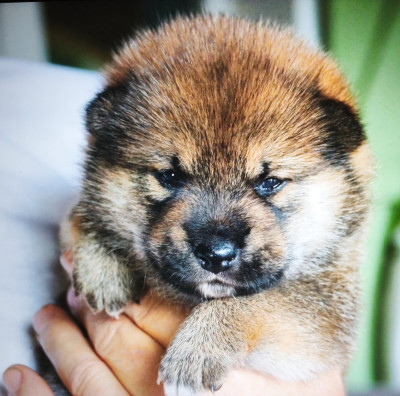CHIOT 2