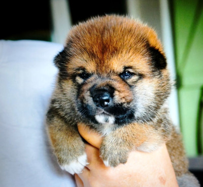CHIOT 3