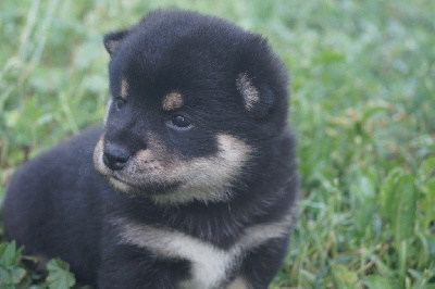 CHIOT