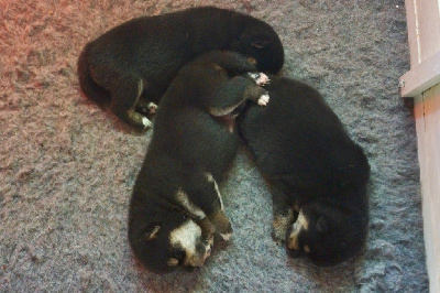 CHIOT